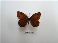 藏品(永澤蛇眼蝶)的圖片